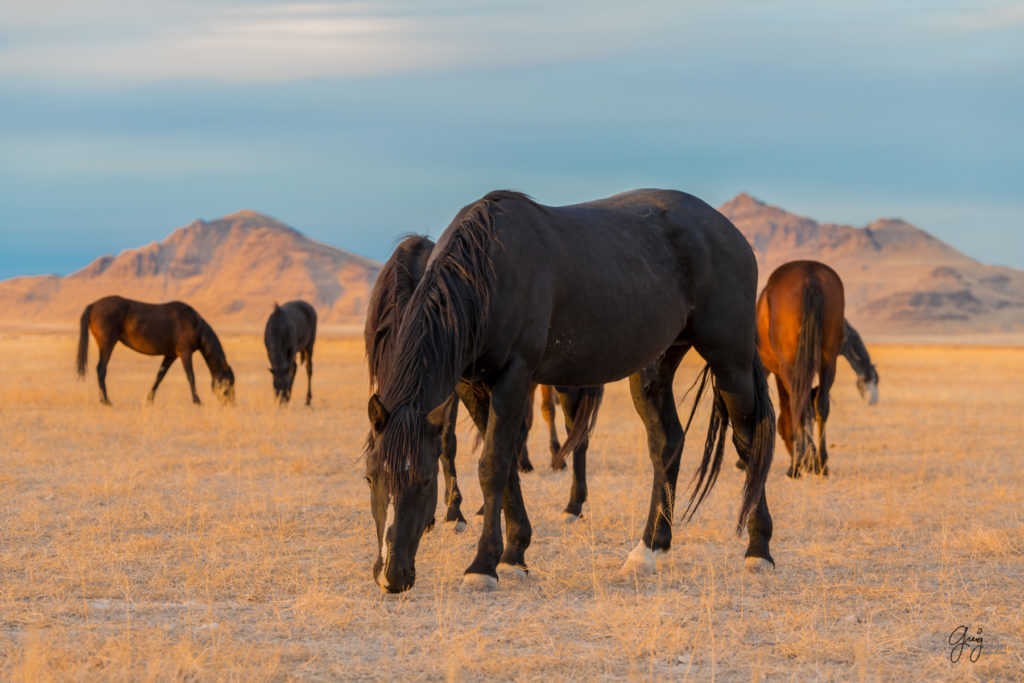 photography of wild stallions, fine art photography of wild horses, wild horses, horses, wild horses at sunset, onaqui wild horses, wild horse herd in danger, wild horses fighting