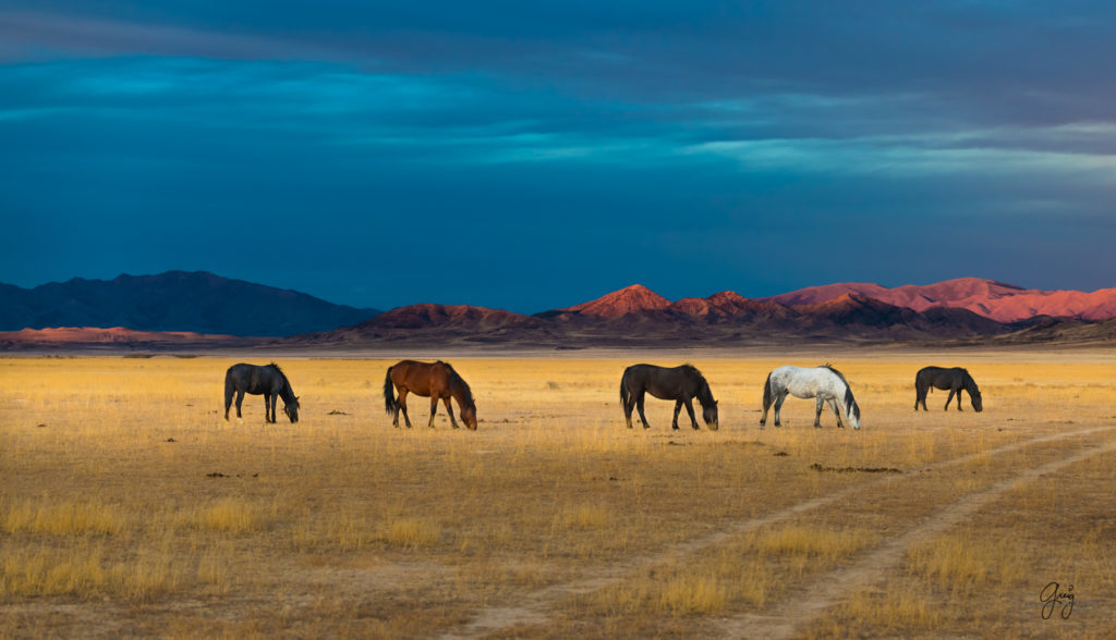 photography of wild stallions, fine art photography of wild horses, wild horses, horses, wild horses at sunset, onaqui wild horses, wild horse herd in danger, wild horses fighting