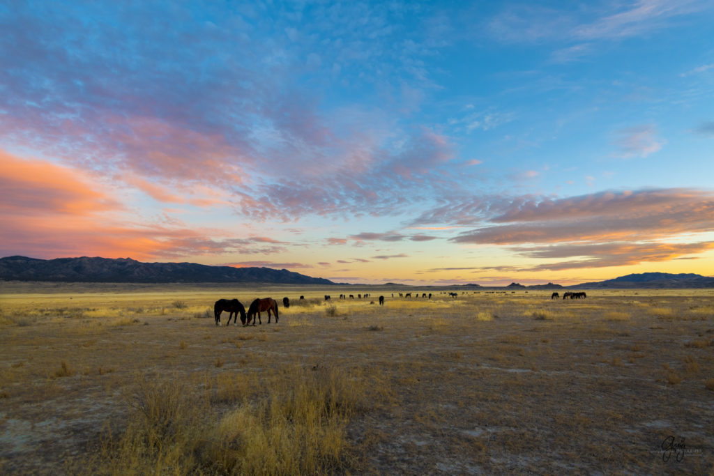 Onaqui Herd of wild horses at sunset