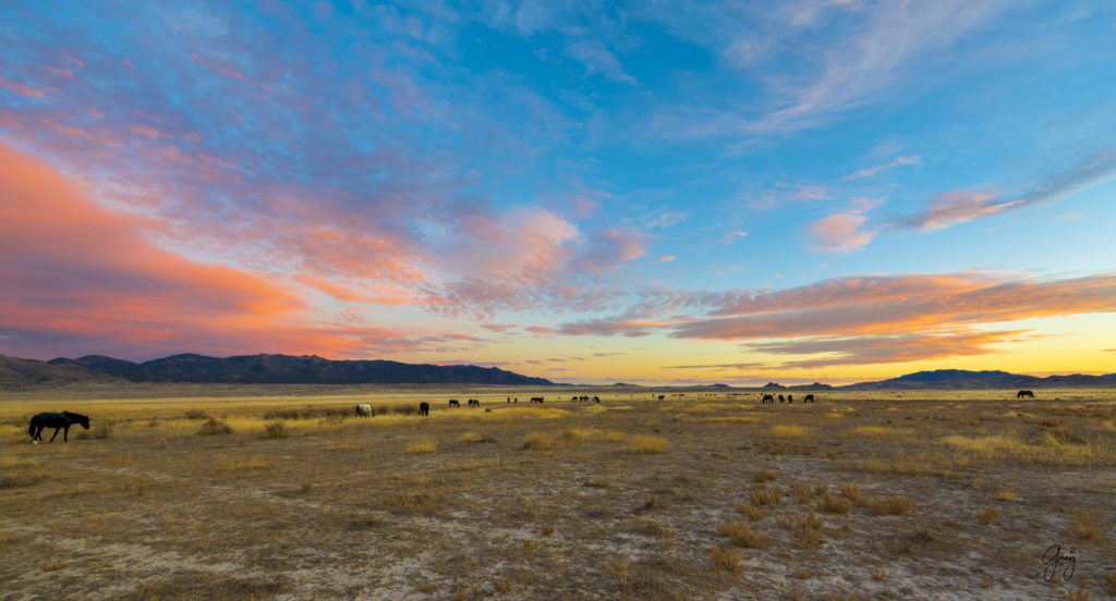 Onaqui Herd of wild horses at sunset