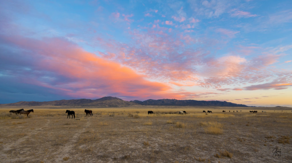 Onaqui Herd of wild horses at sunset