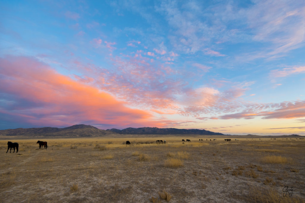 Onaqui Herd of wild horses at sunset