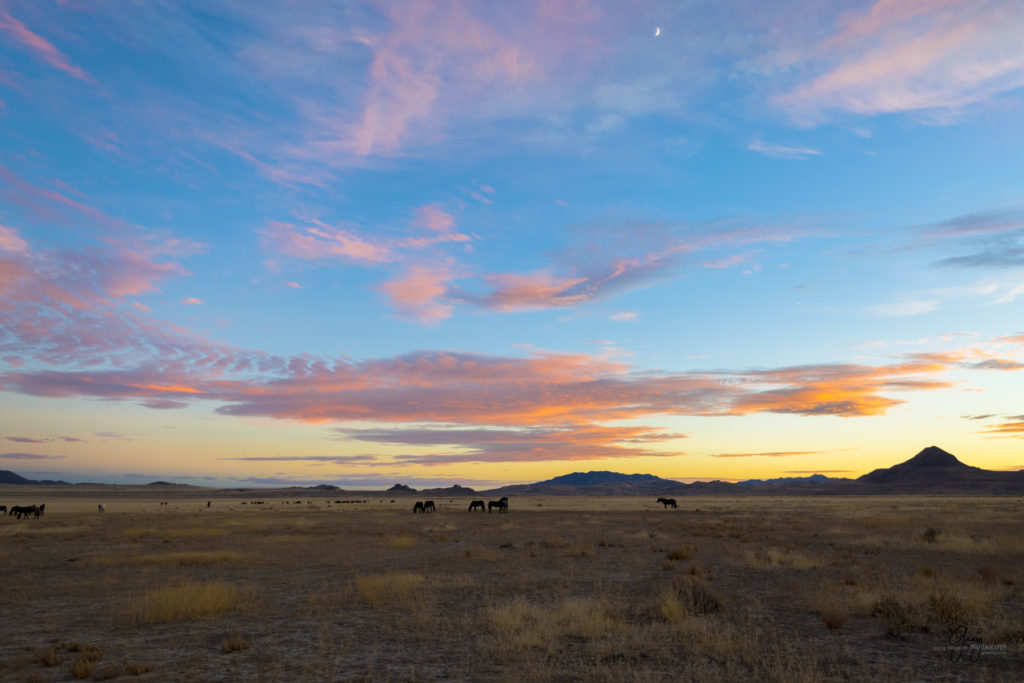 Onaqui Herd of wild horses at sunset