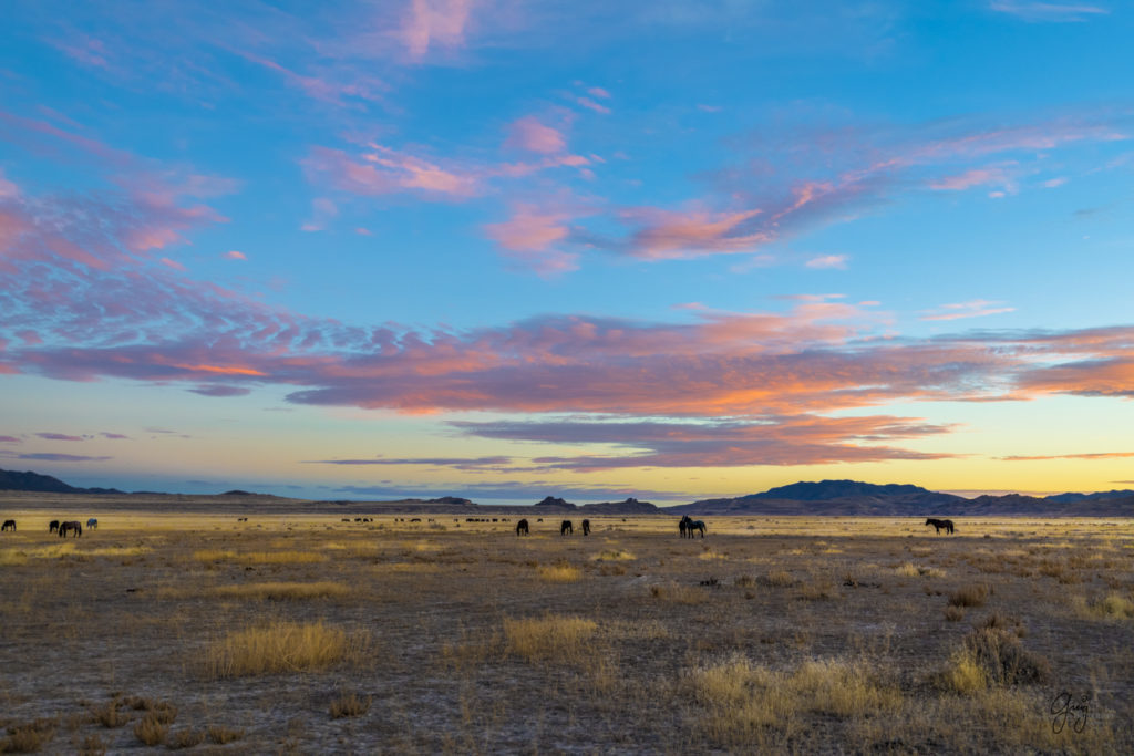 Onaqui Herd of wild horses at sunset