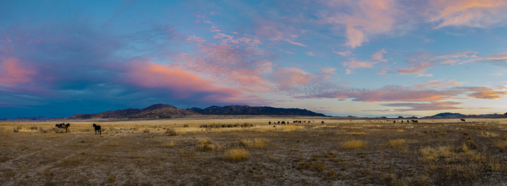 Onaqui Herd of wild horses at sunset