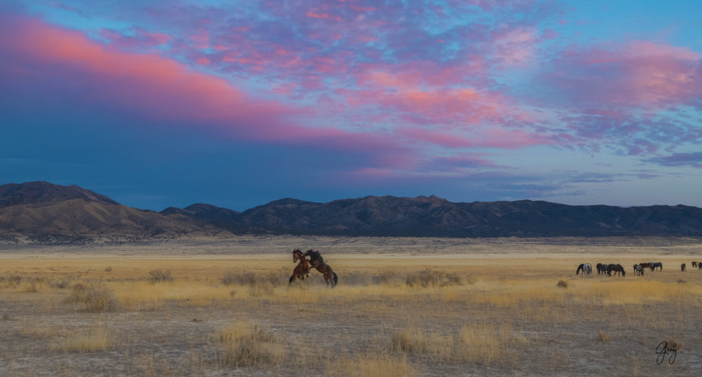 Onaqui Herd of wild horses at sunset
