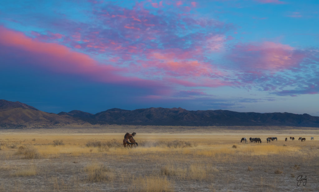 Onaqui Herd of wild horses at sunset