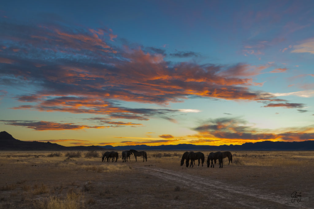 Onaqui Herd of wild horses at sunset