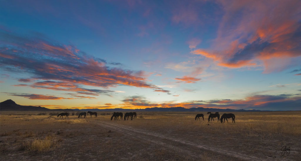 Onaqui Herd of wild horses at sunset