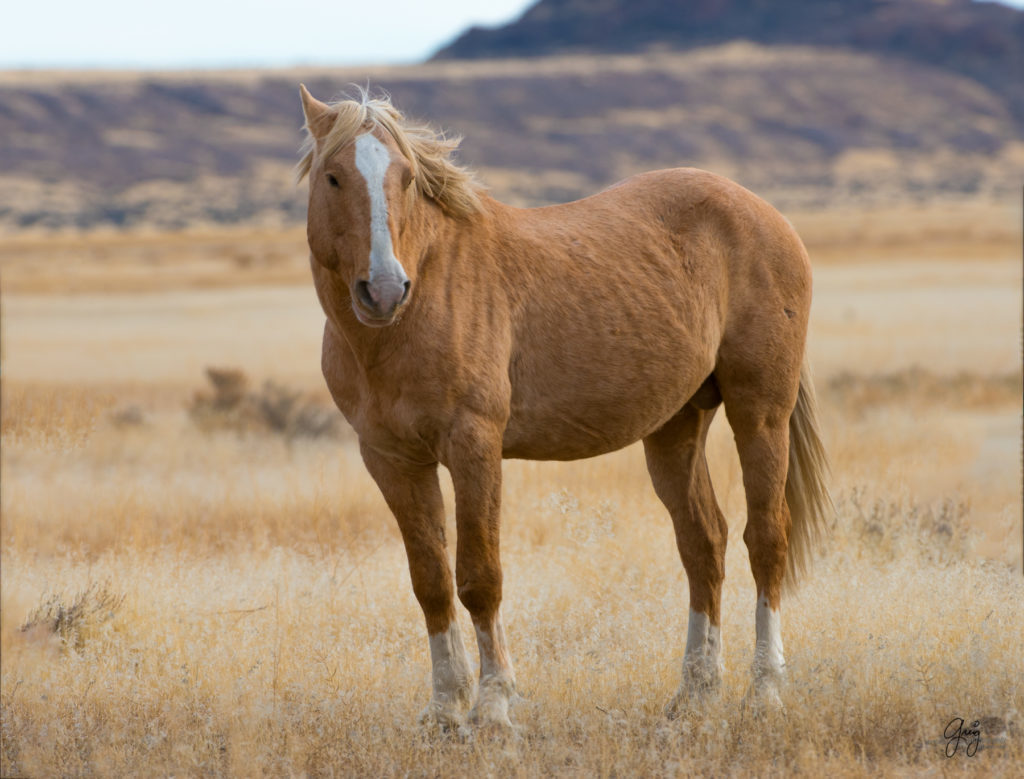 photography of wild stallions, fine art photography of wild horses, wild horses, horses, wild horses at sunset, onaqui wild horses, wild horse herd in danger, wild horses fighting