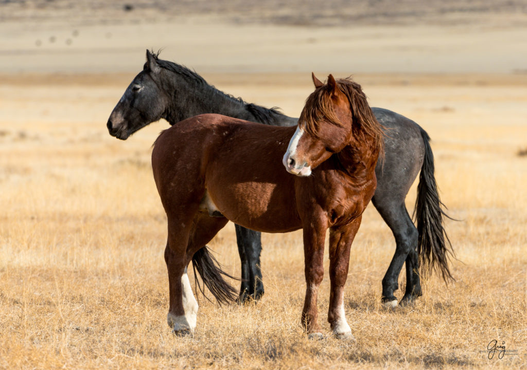 photography of wild stallions, fine art photography of wild horses, wild horses, horses, wild horses at sunset, onaqui wild horses, wild horse herd in danger, wild horses fighting