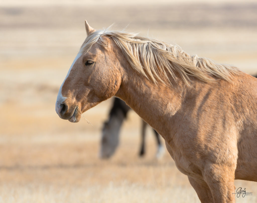 photography of wild stallions, fine art photography of wild horses, wild horses, horses, wild horses at sunset, onaqui wild horses, wild horse herd in danger, wild horses fighting