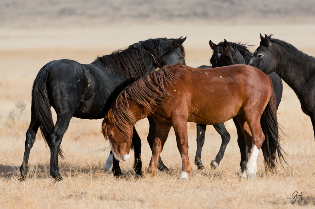 photography of wild stallions, fine art photography of wild horses, wild horses, horses, wild horses at sunset, onaqui wild horses, wild horse herd in danger, wild horses fighting