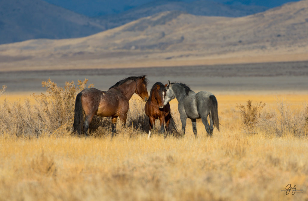 photography of wild stallions, fine art photography of wild horses, wild horses, horses, wild horses at sunset, onaqui wild horses, wild horse herd in danger, wild horses fighting