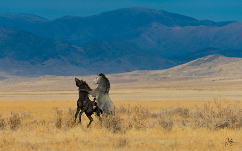 photography of wild stallions, fine art photography of wild horses, wild horses, horses, wild horses at sunset, onaqui wild horses, wild horse herd in danger, wild horses fighting