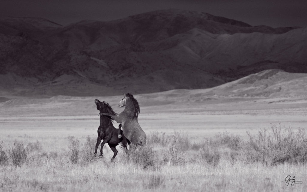 black and white photographs of wild horses, photography of wild stallions, fine art photography of wild horses, wild horses, horses, wild horses at sunset, onaqui wild horses, wild horse herd in danger, wild horses fighting