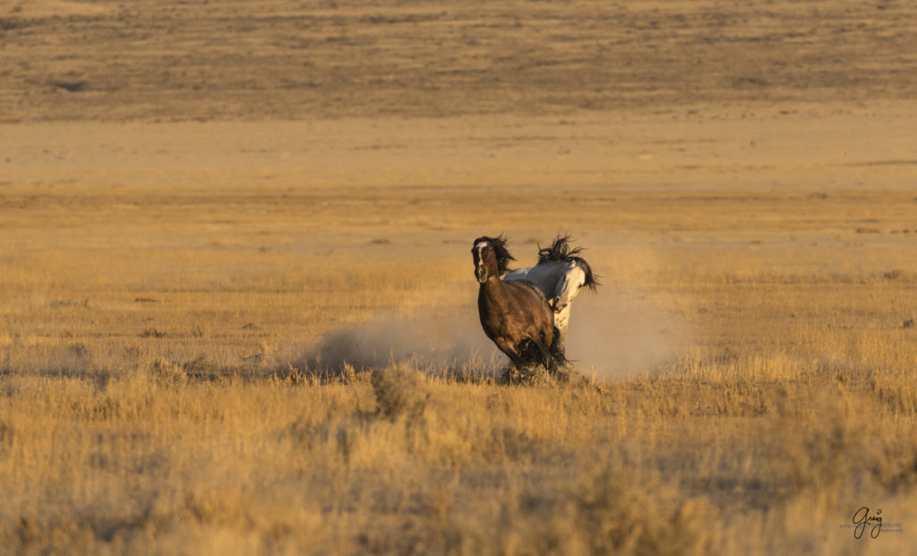 Onaqui Herd of wild horses at sunset