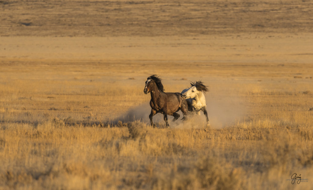 Onaqui Herd of wild horses at sunset