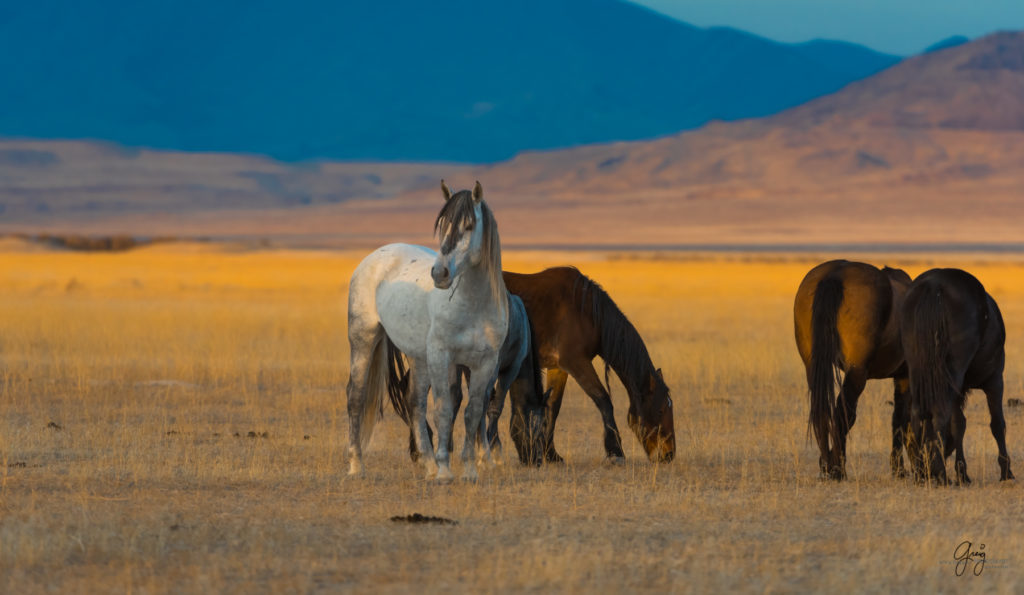 photography of wild stallions, fine art photography of wild horses, wild horses, horses, wild horses at sunset, onaqui wild horses, wild horse herd in danger