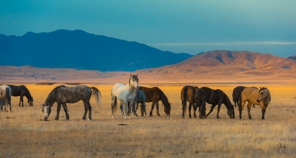 photography of wild stallions, fine art photography of wild horses, wild horses, horses, wild horses at sunset, onaqui wild horses, wild horse herd in danger