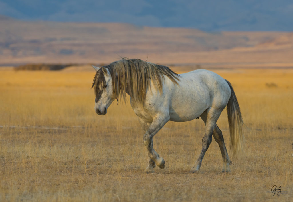 Onaqui Herd of wild horses at sunset