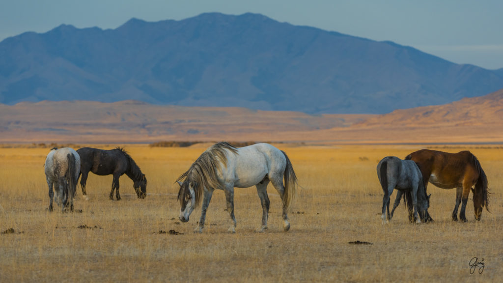 Onaqui Herd of wild horses at sunset