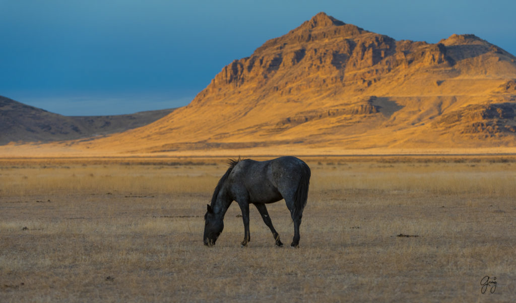 Onaqui Herd of wild horses at sunset