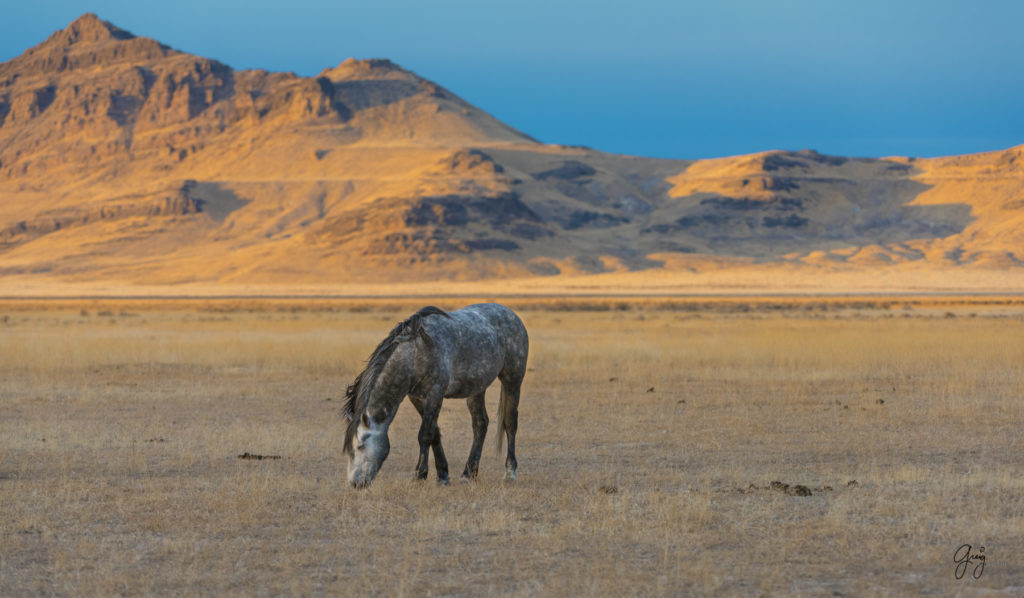 Onaqui Herd of wild horses at sunset