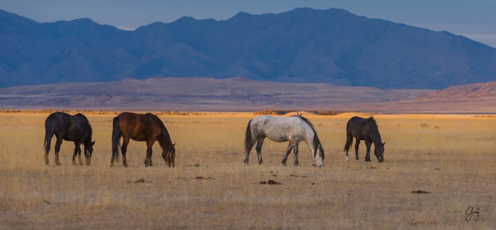 Onaqui Herd of wild horses at sunset