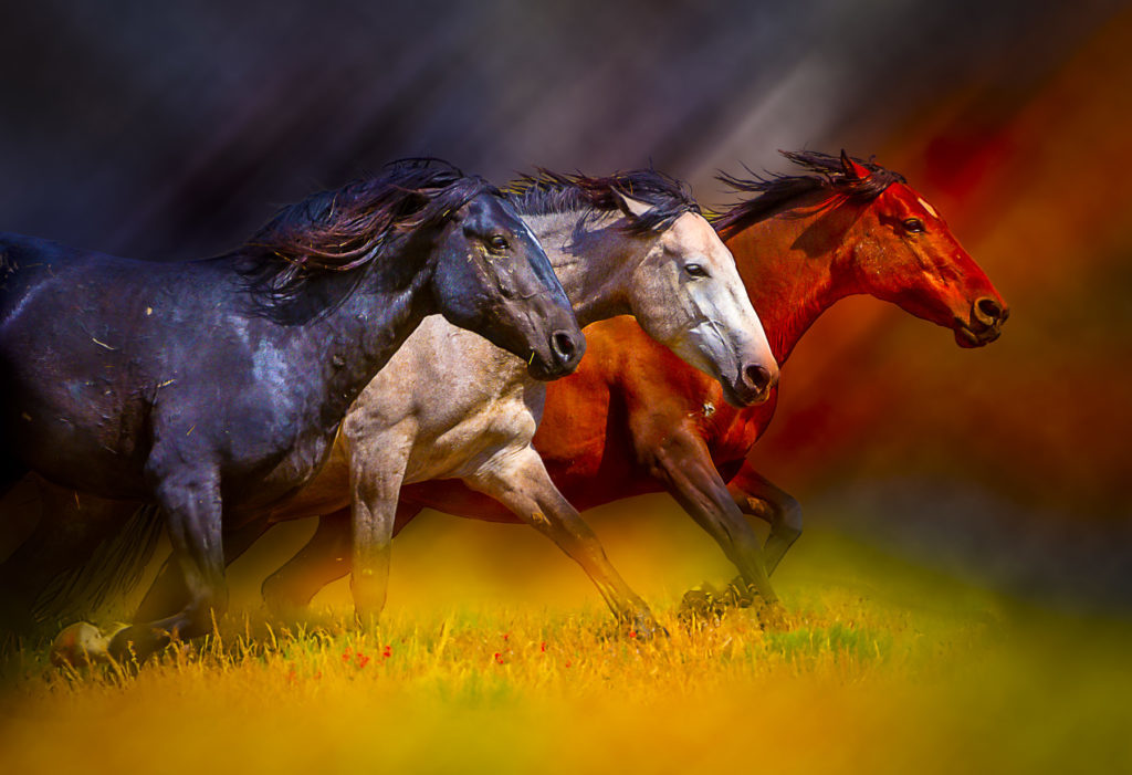 wild horses, wild horse photography, photography of wild horses, photography of wild horses for sale, fine are photography of wild horses, equine, equine photography, equine photographers, wild horse stallion, stallions, wild stallions