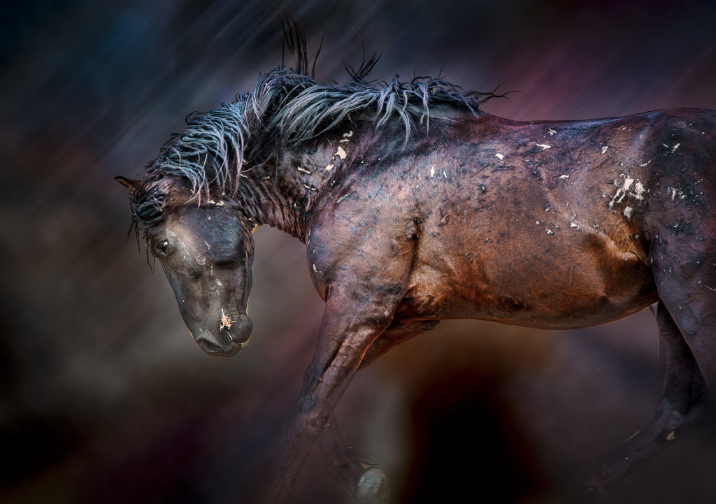 wild horses, wild horse photography, photography of wild horses, photography of wild horses for sale, fine are photography of wild horses, equine, equine photography, equine photographers, wild horse stallion, stallions, wild stallions