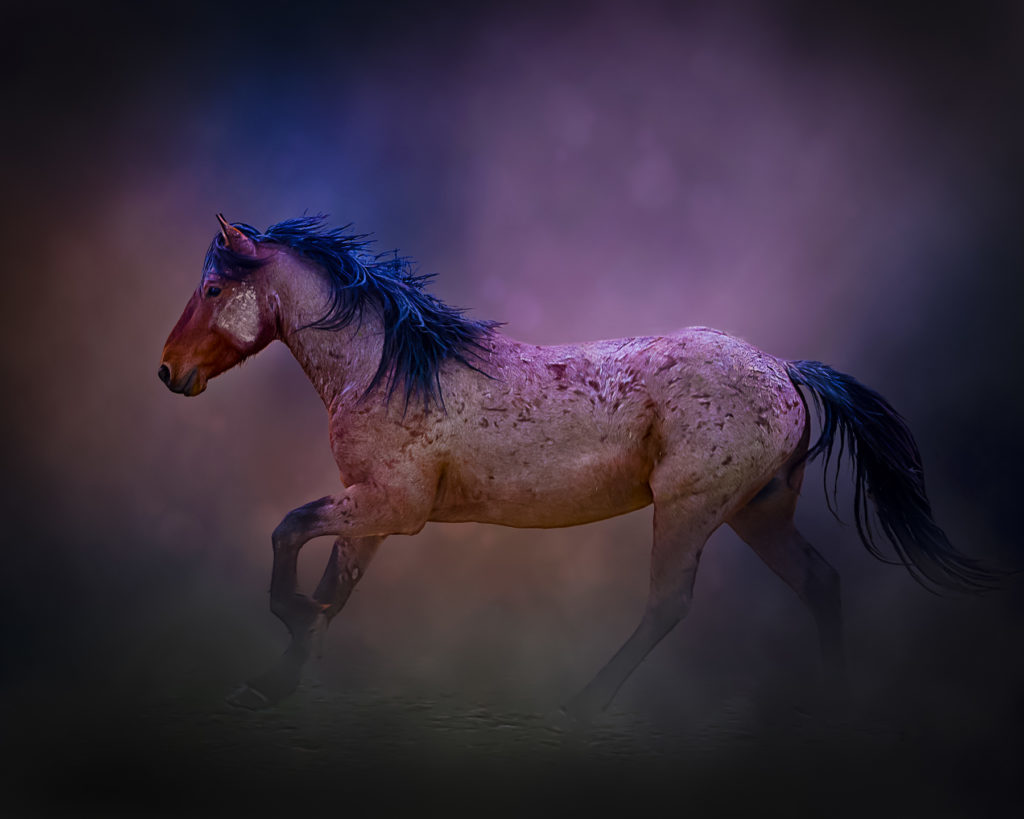 wild horses, wild horse photography, photography of wild horses, photography of wild horses for sale, fine are photography of wild horses, equine, equine photography, equine photographers, wild horse stallion, stallions, wild stallions