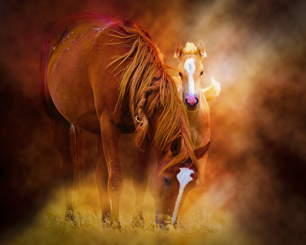 wild horses, wild horse photography, photography of wild horses, photography of wild horses for sale, fine are photography of wild horses, equine, equine photography, equine photographers, wild horse colts, wild horse foals