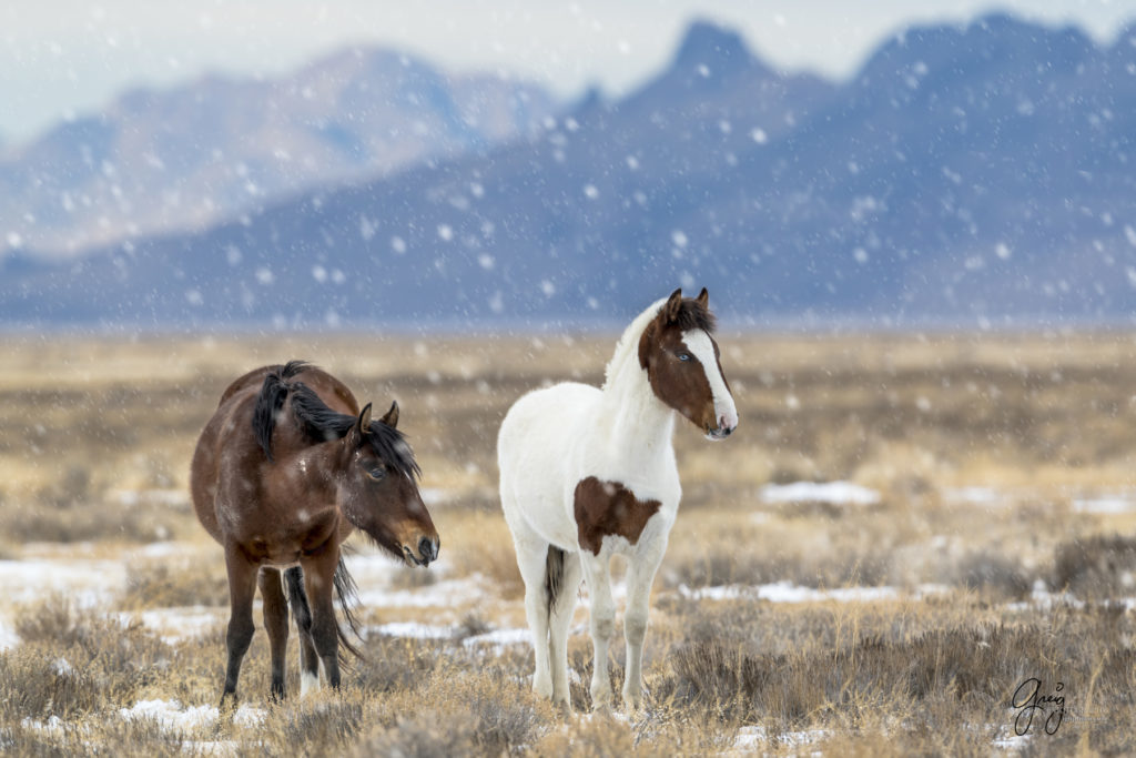 beautiful blue-eyed wild horse colt in snowstorm, fine art photograph of wild horses