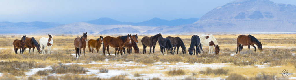 wild horses, wild horse photography, fine art photography, fine art photography of wild horses, onaqui herd, onaqui herd wild horses, utahwildhorses, utha wild horses