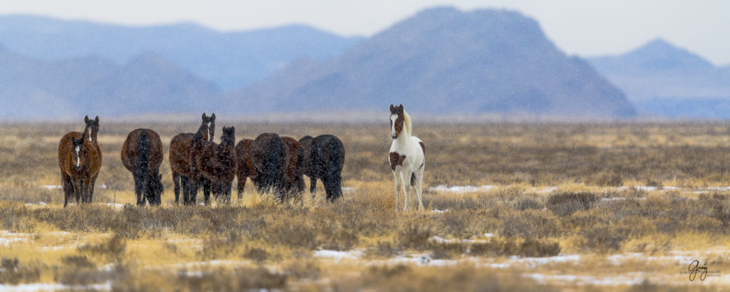 wild horses, wild horse photography, fine art photography, fine art photography of wild horses, onaqui herd, onaqui herd wild horses, utahwildhorses, utha wild horses, wild horse colt, wild horse colt blue eye, blue eyed colt