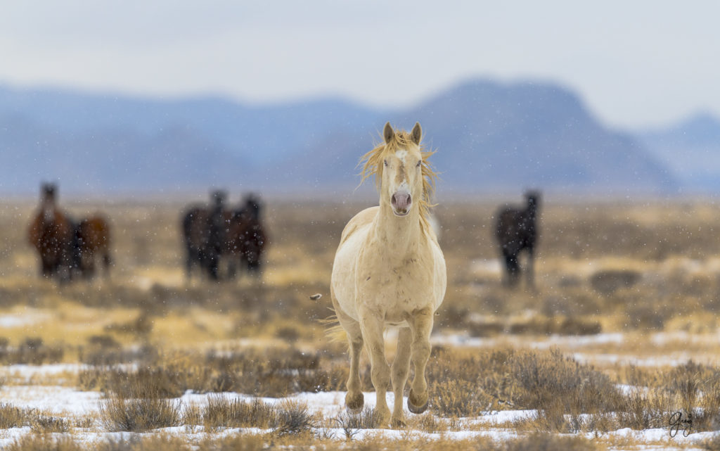 wild horses, wild horse photography, fine art photography, fine art photography of wild horses, onaqui herd, onaqui herd wild horses, utahwildhorses, utha wild horses, wild horse with blue eye, blue eyed stallion, wild horse stallion