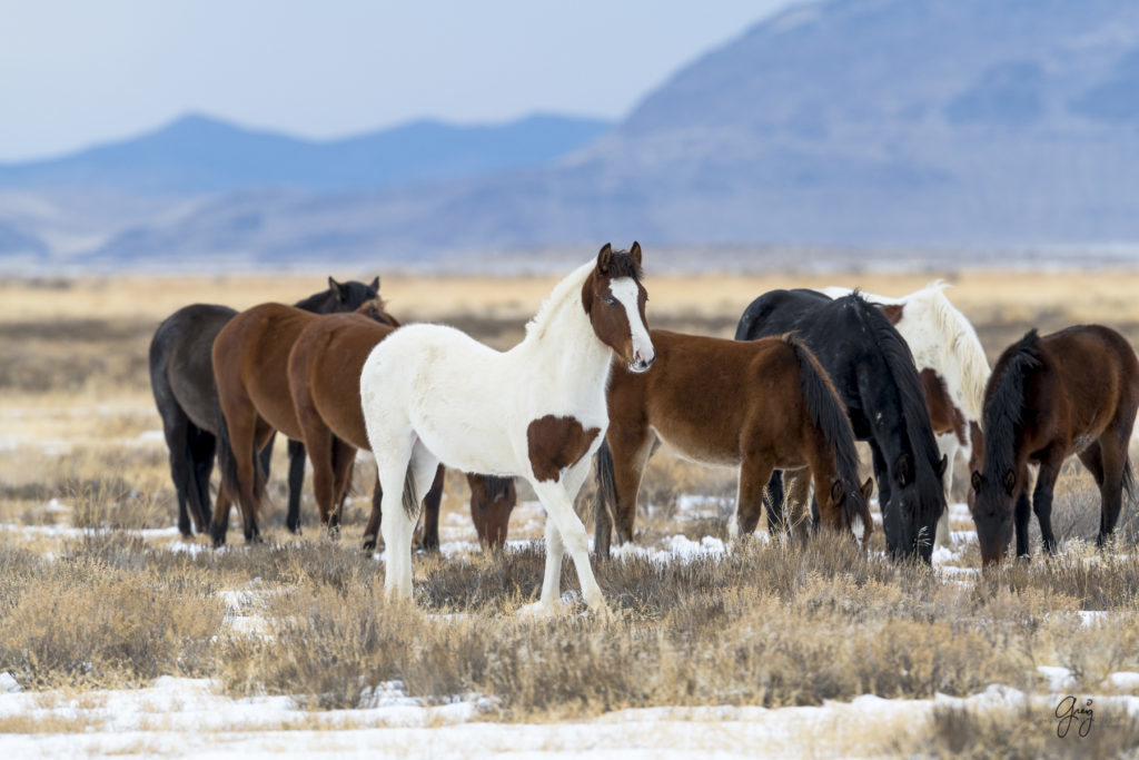 wild horses, wild horse photography, fine art photography, fine art photography of wild horses, onaqui herd, onaqui herd wild horses, utahwildhorses, utha wild horses, wild horse with blue eye, blue eyed wild horse colt, wild horse colt