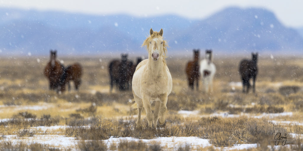 beautiful blue-eyes wild horse stallion running in snow