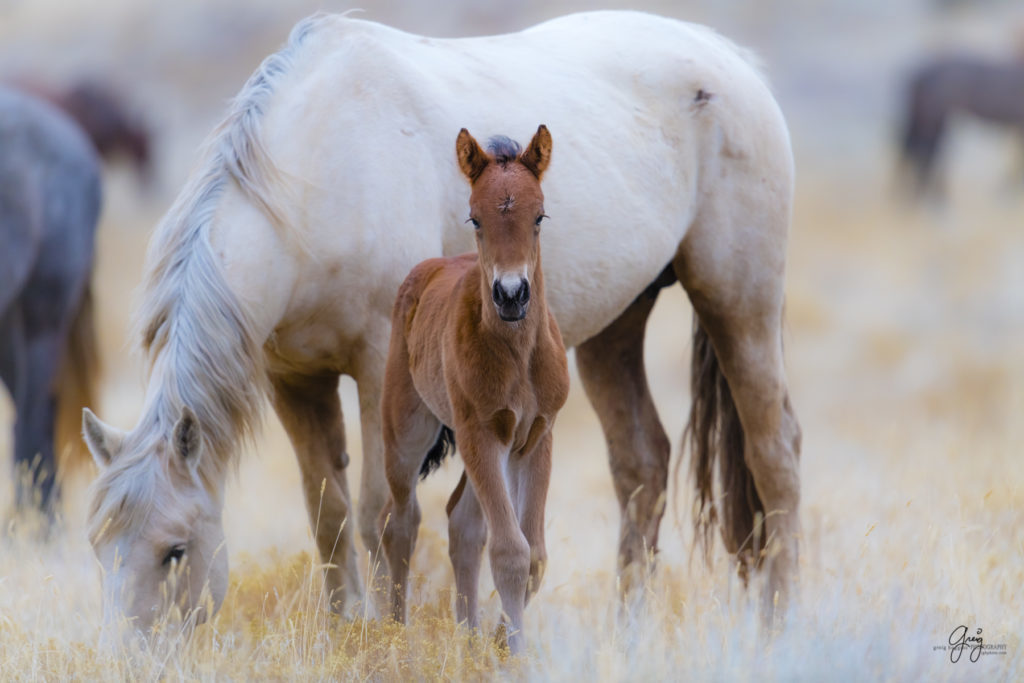 onaqui wild horses, wild horses, wild horse foals. wild horse photography, photography of wild horses, fine art photography, wild horse colts, wild horse foals, utahwildhorses, utha wild horses,