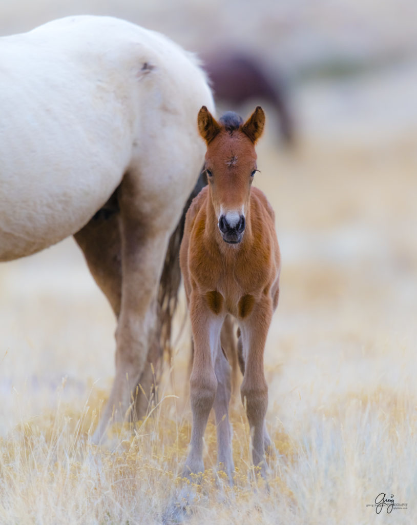 onaqui wild horses, wild horses, wild horse foals. wild horse photography, photography of wild horses, fine art photography, wild horse colts, wild horse foals, utahwildhorses, utha wild horses,