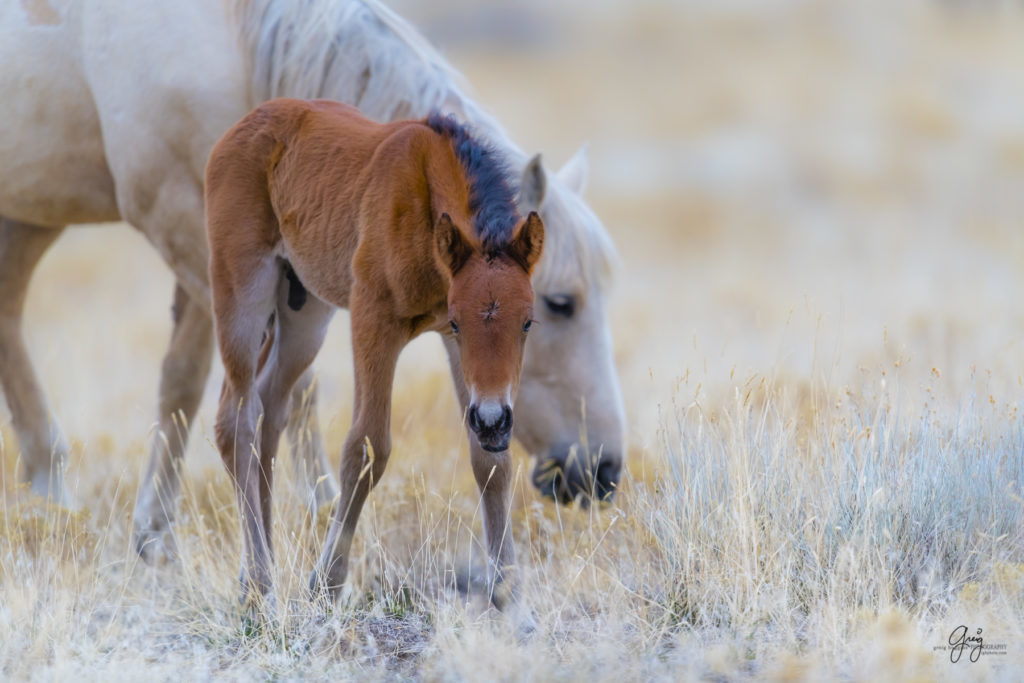 onaqui wild horses, wild horses, wild horse foals. wild horse photography, photography of wild horses, fine art photography, wild horse colts, wild horse foals, utahwildhorses, utha wild horses,