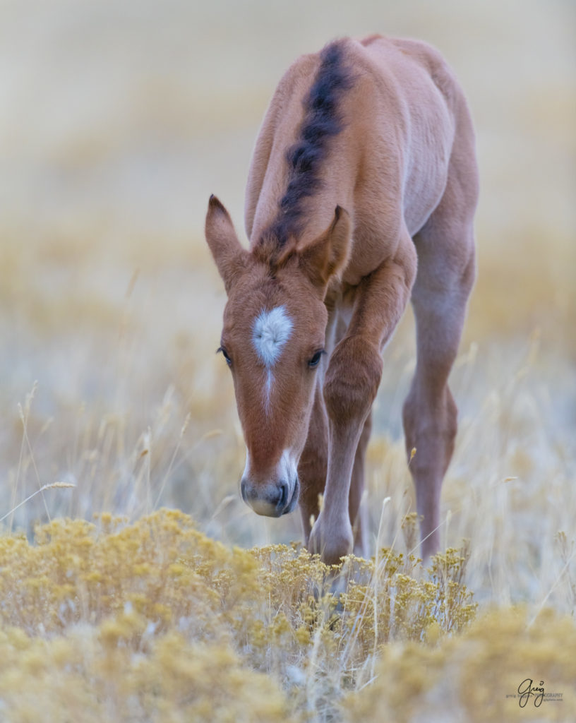 onaqui wild horses, wild horses, wild horse foals. wild horse photography, photography of wild horses, fine art photography, wild horse colts, wild horse foals, utahwildhorses, utha wild horses,