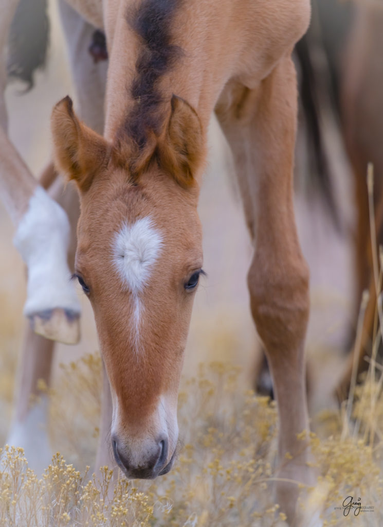 onaqui wild horses, wild horses, wild horse foals. wild horse photography, photography of wild horses, fine art photography, wild horse colts, wild horse foals, utahwildhorses, utha wild horses,