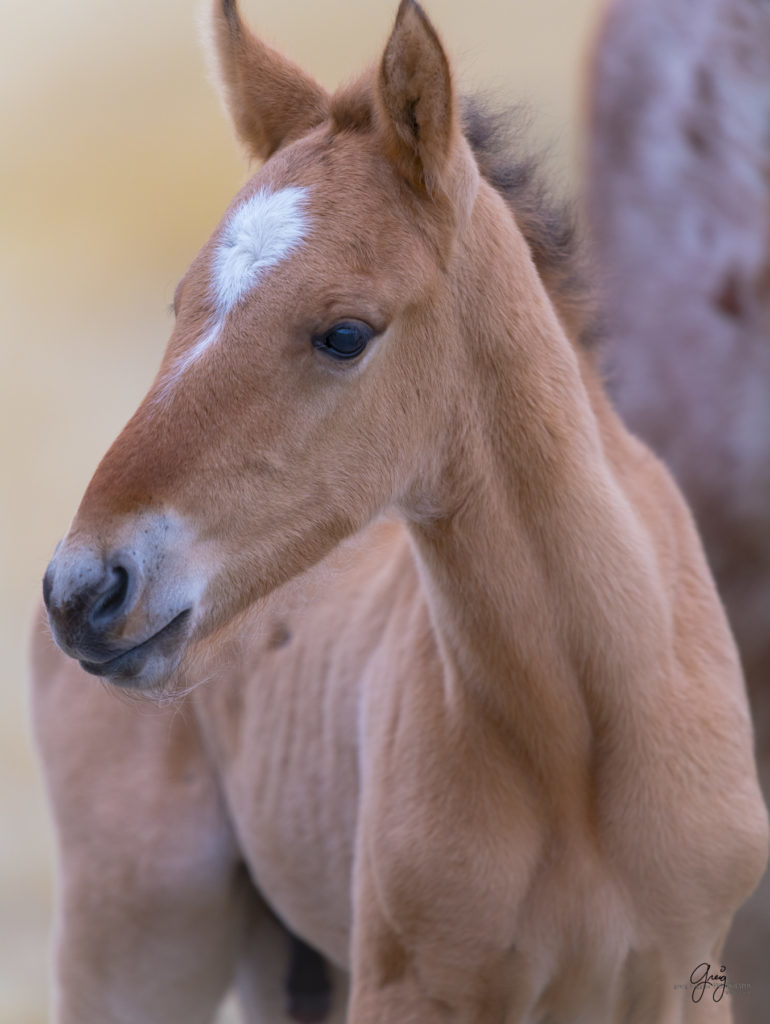 onaqui wild horses, wild horses, wild horse foals. wild horse photography, photography of wild horses, fine art photography, wild horse colts, wild horse foals, utahwildhorses, utha wild horses,