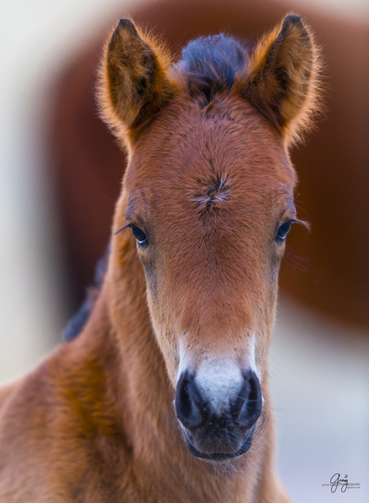 onaqui wild horses, wild horses, wild horse foals. wild horse photography, photography of wild horses, fine art photography, wild horse colts, wild horse foals, utahwildhorses, utha wild horses,