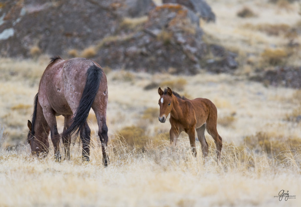 Onaqui herd, wild horses, utah wild horses, utahwildhorses, photography of wild horses, wild horse photography, fine art photography of wild horses, wild horse colts, wild horse foals, wild horse stallions, equine photography, equine,