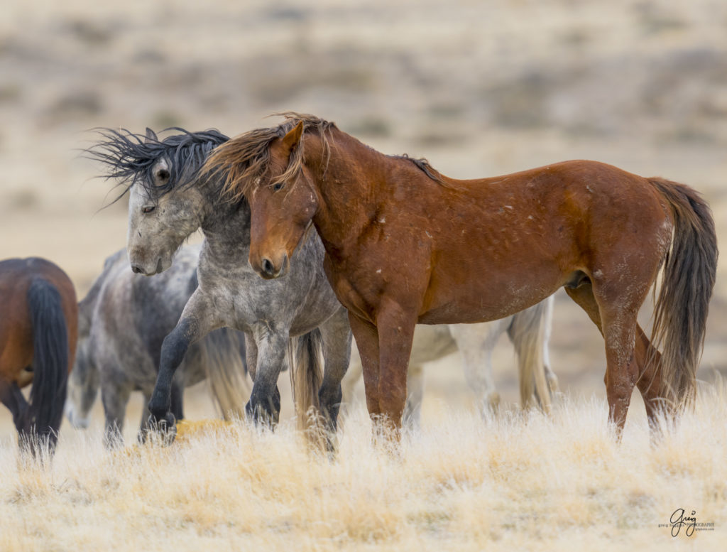 Onaqui herd, wild horses, utah wild horses, utahwildhorses, photography of wild horses, wild horse photography, fine art photography of wild horses, wild horse colts, wild horse foals, wild horse stallions, equine photography, equine,