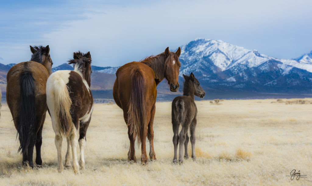 Onaqui herd, wild horses, utah wild horses, utahwildhorses, photography of wild horses, wild horse photography, fine art photography of wild horses, wild horse colts, wild horse foals, wild horse stallions, equine photography, equine,