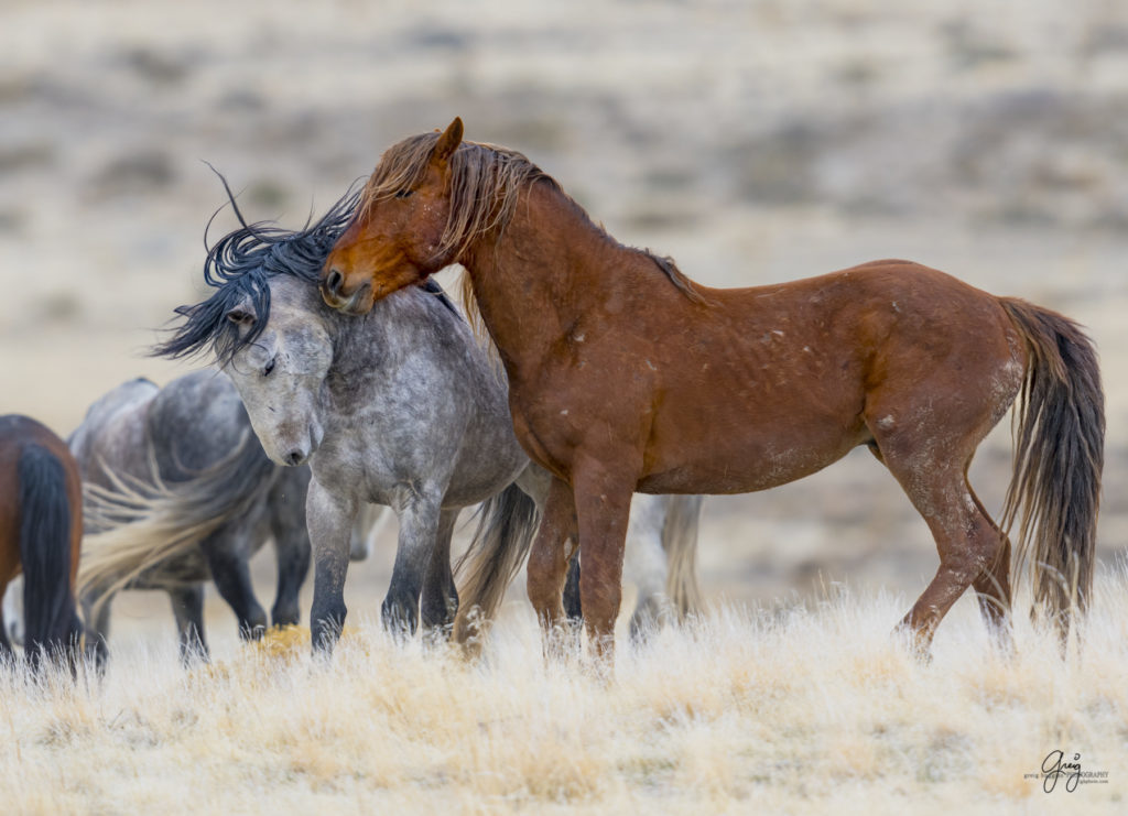 Onaqui herd, wild horses, utah wild horses, utahwildhorses, photography of wild horses, wild horse photography, fine art photography of wild horses, wild horse colts, wild horse foals, wild horse stallions, equine photography, equine,